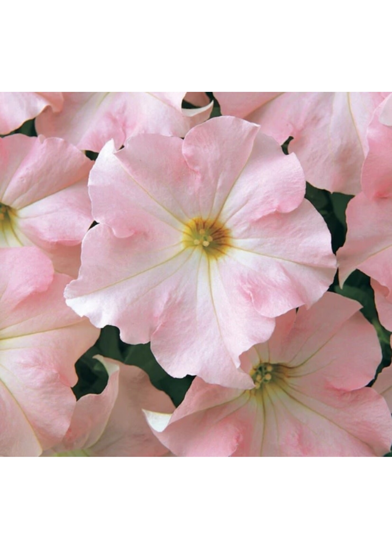 WestCoast Seeds Petunia Dreams Apple blossom Pelleted