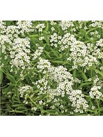 WestCoast Seeds Sweet Alyssum Cover Crop Seeds
