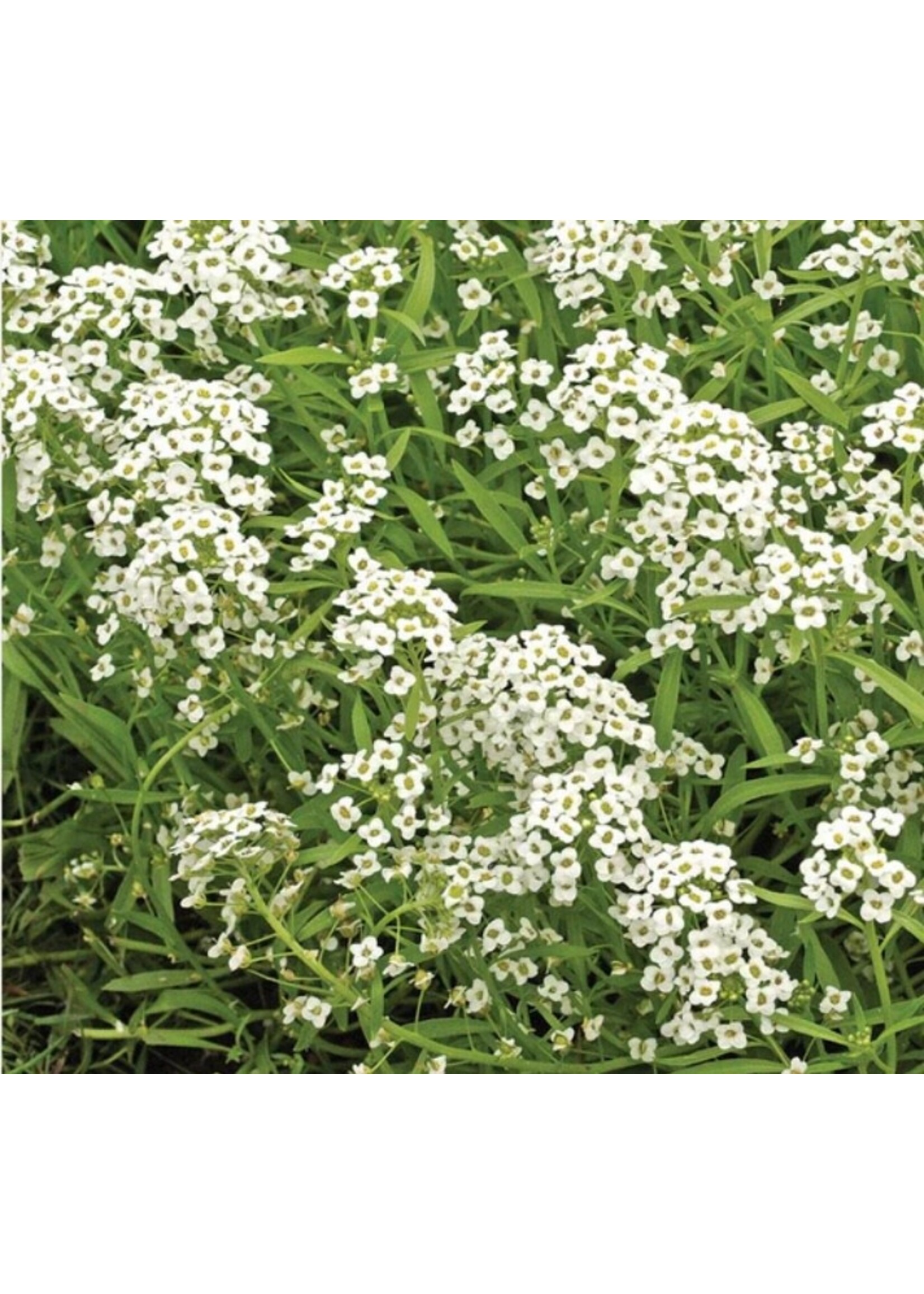 WestCoast Seeds Sweet Alyssum Cover Crop Seeds