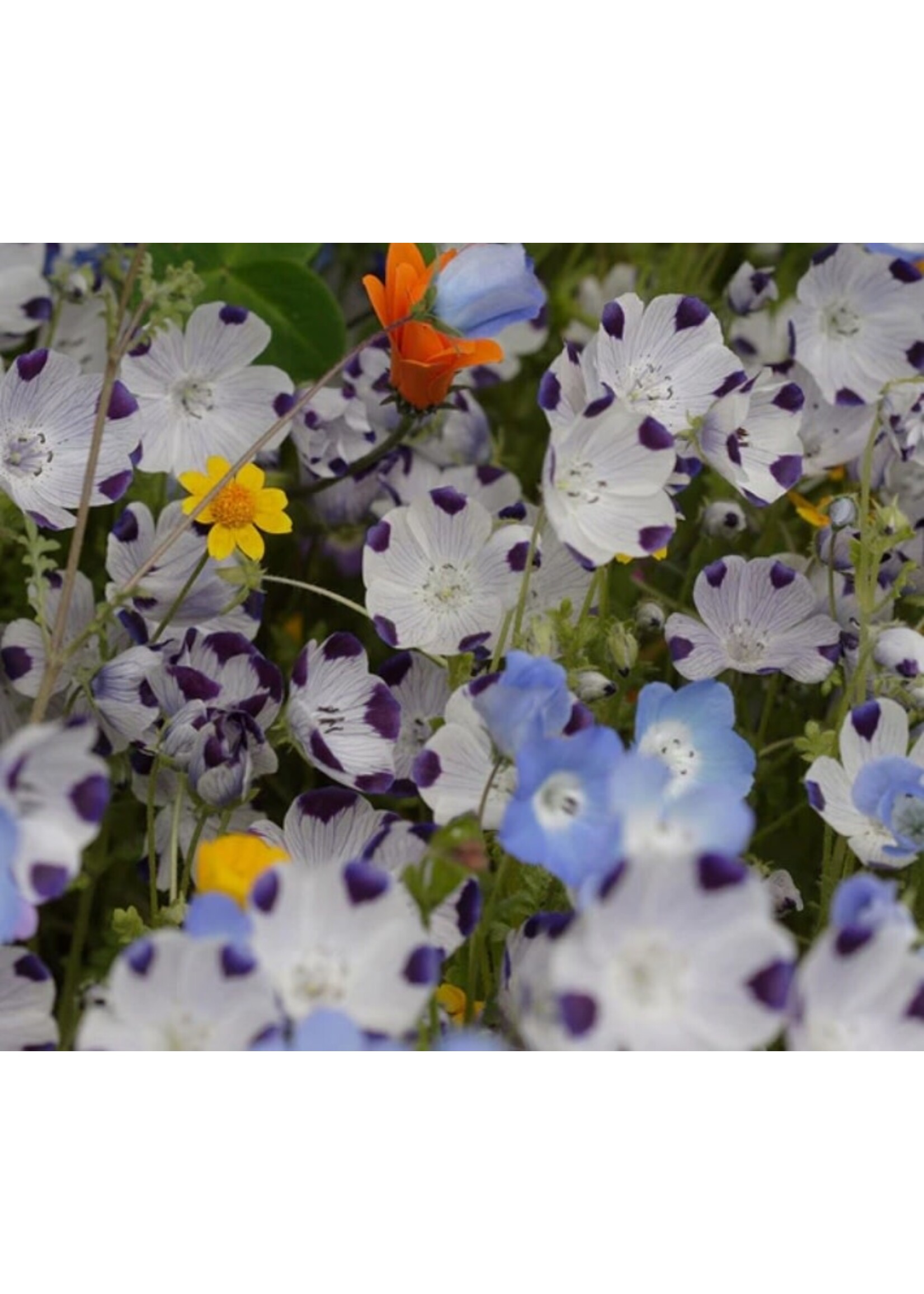 WestCoast Seeds Alternative Lawn Wildflower Mix 125g (250 sq ft)