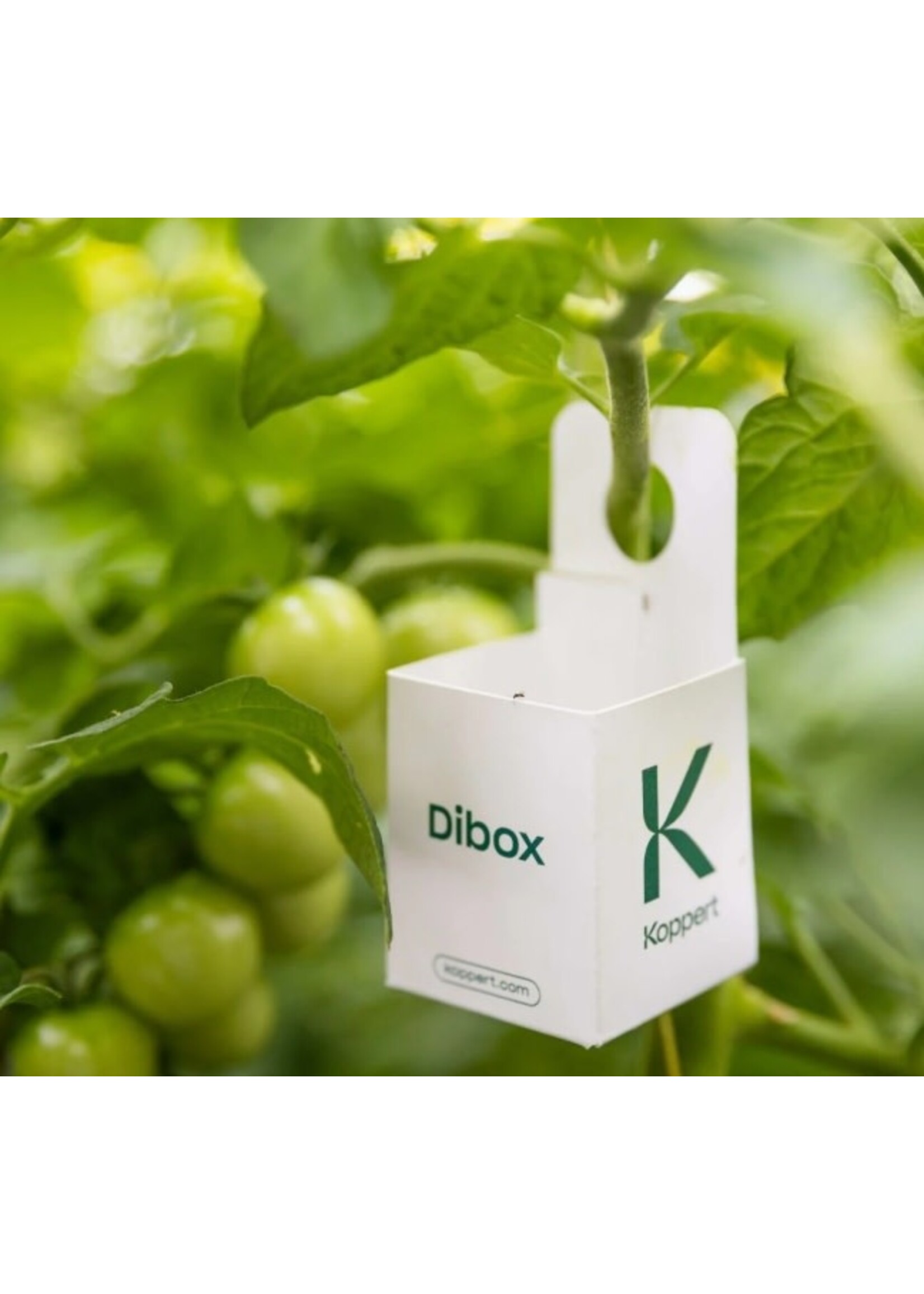 Koppert Dibox Distribution Boxes 25 pack Special Order!!