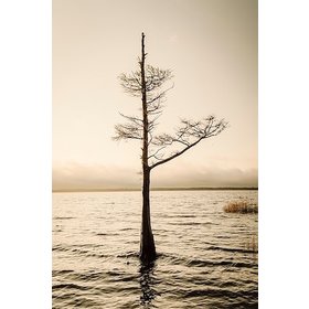 Escape from Daily III Painting