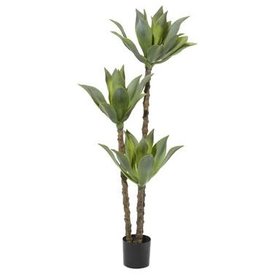 Dracaena Tree