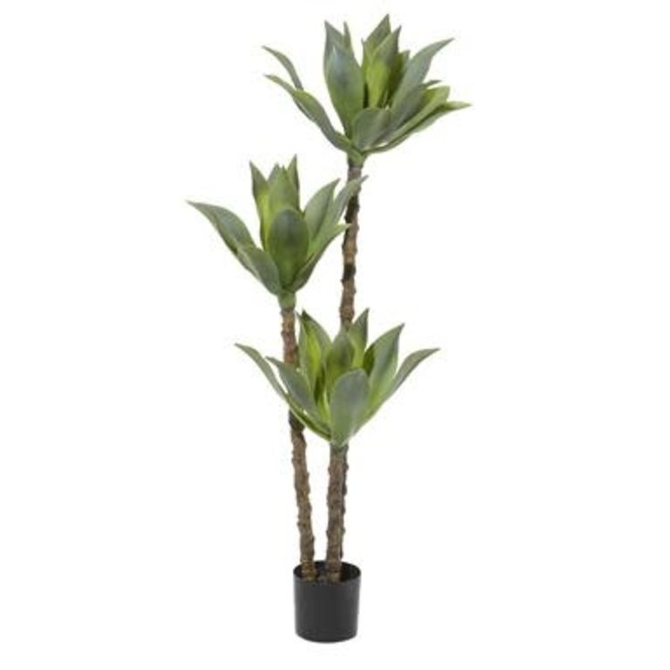 Dracaena Tree