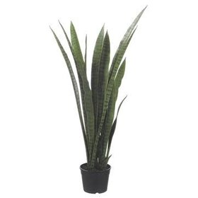 Sansevieria Plant, Two Tone Green