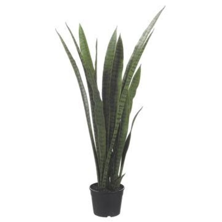 Sansevieria Plant, Two Tone Green