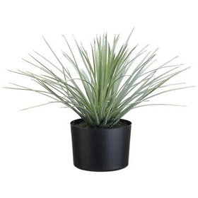 15" Whipple Yucca Green Gray