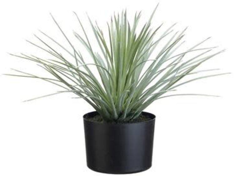 15" Whipple Yucca Green Gray