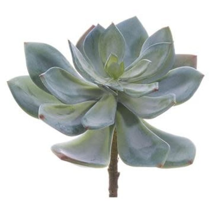 Echeveria Pick, Green Gray