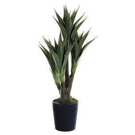 39" Agave Attenuata Plant