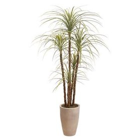 Dracaena Tree, Green