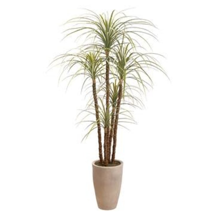 Dracaena Tree, Green