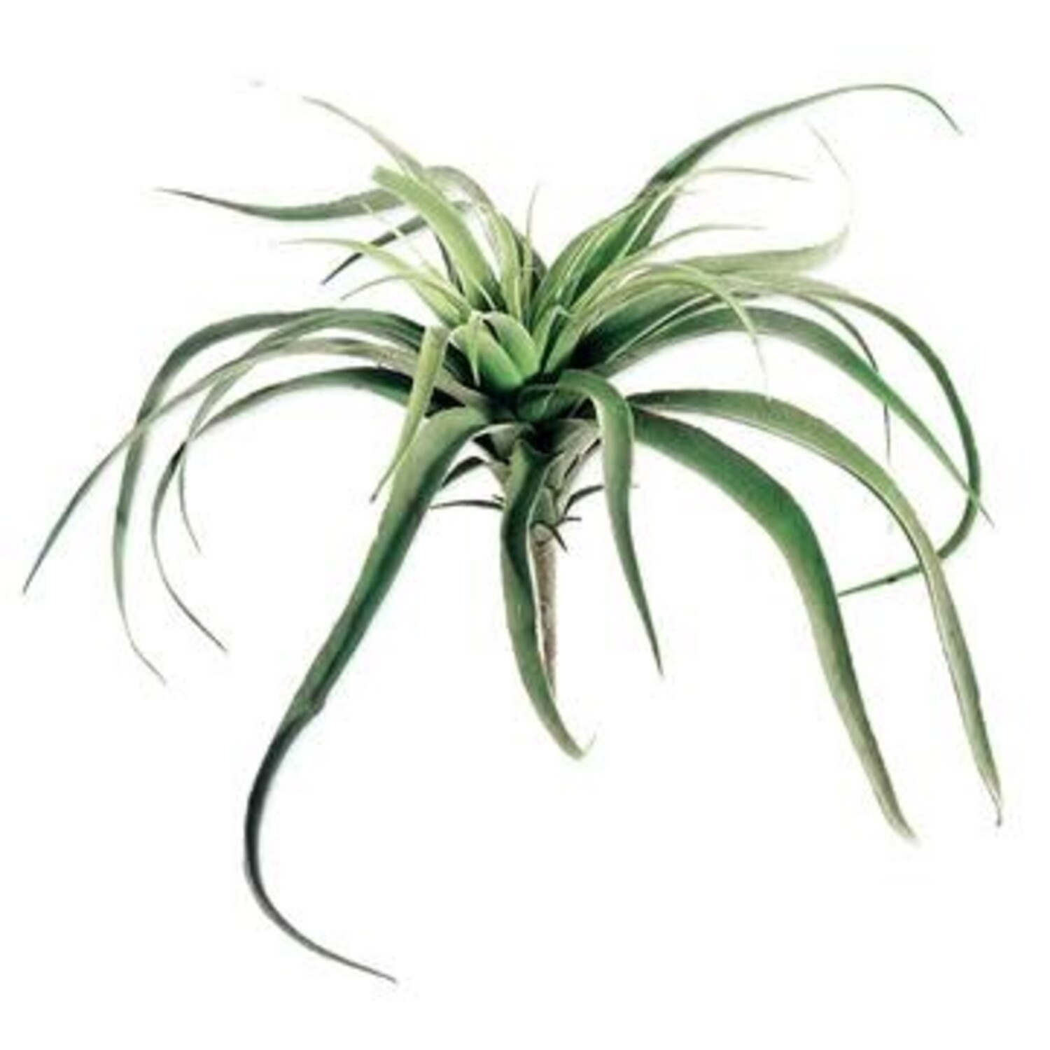 Large Tillandsia Cactus, Green