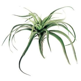 13'' Large Tillandsia Cactus- Green