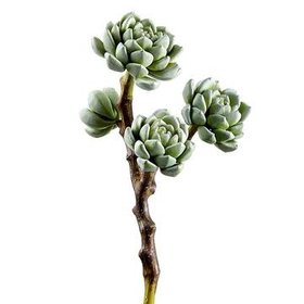 10" Hen and Chicks Pick- Light Green
