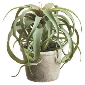 10.5" Tillandsia- Green