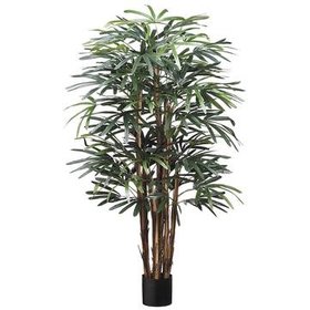 Hawaiian Rhapis Tree, Green