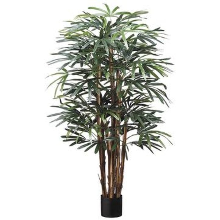 Hawaiian Rhapis Tree, Green