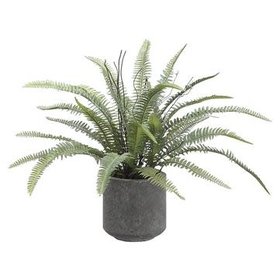 16"  Sword Fern- Green