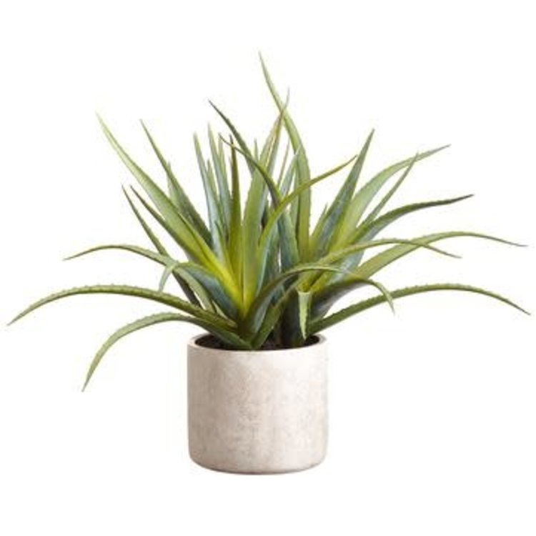 Aloe Plant, Green
