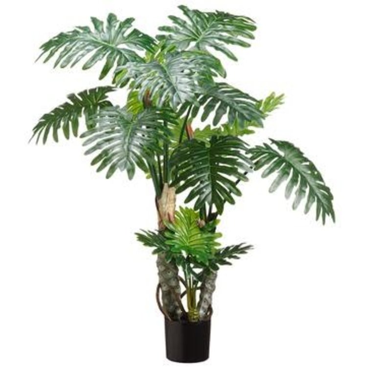 Selloum Philo Plant, Green