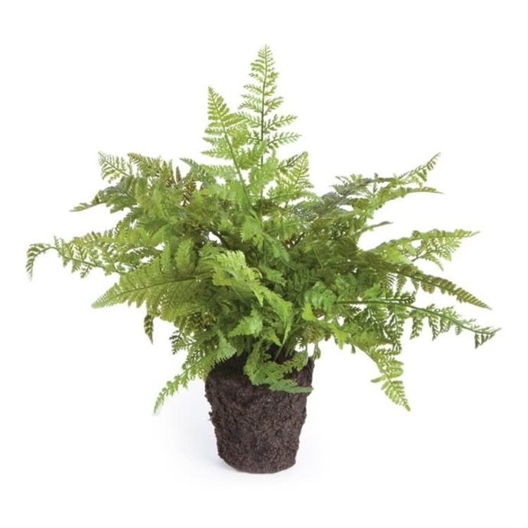 Soft Fern