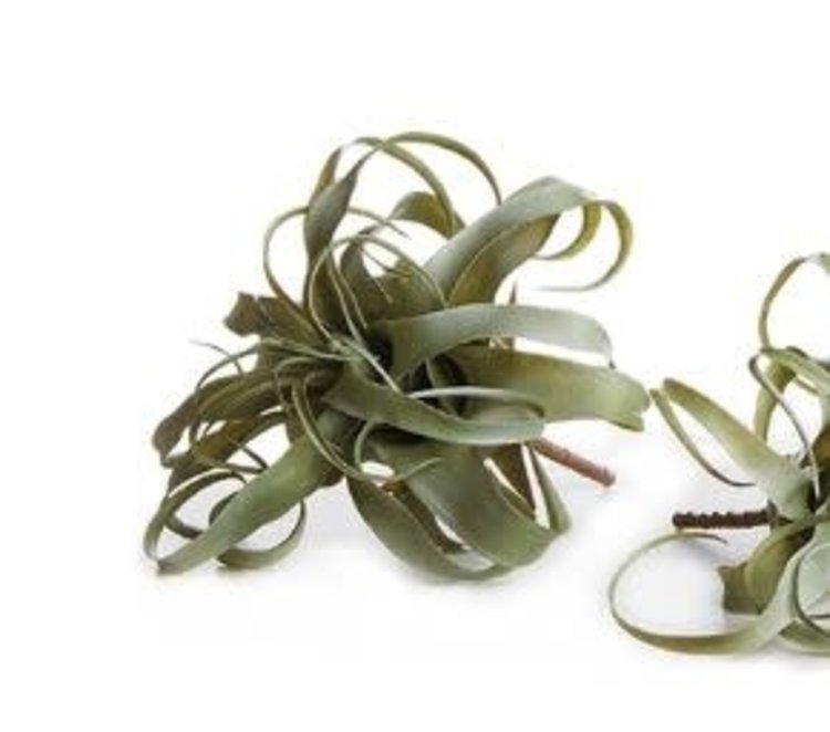 Tillandsia