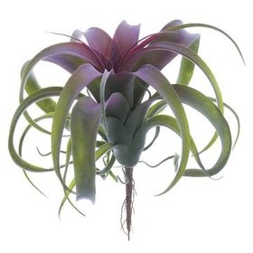 Tillandsia Pick, Green Burgundy