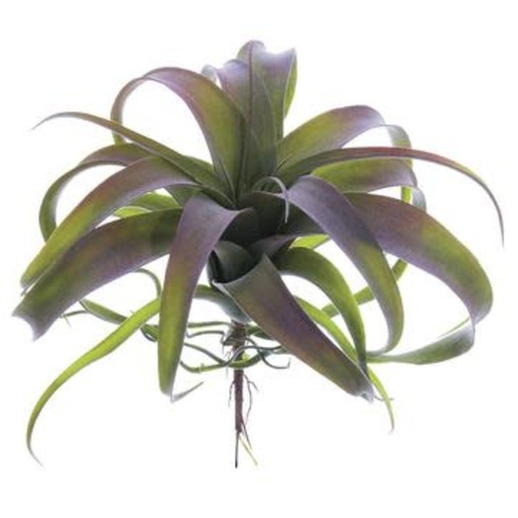Tillandsia Pick, Green Gray