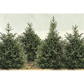Fir Trees Placemat