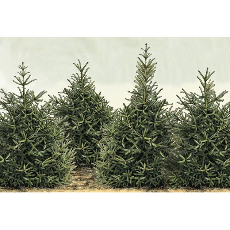 Fir Trees Placemat