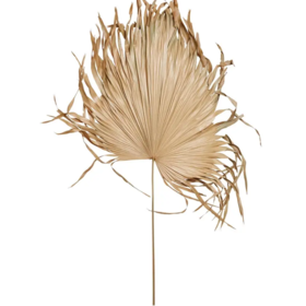 Dried Palm Fan Leaf-  Natural