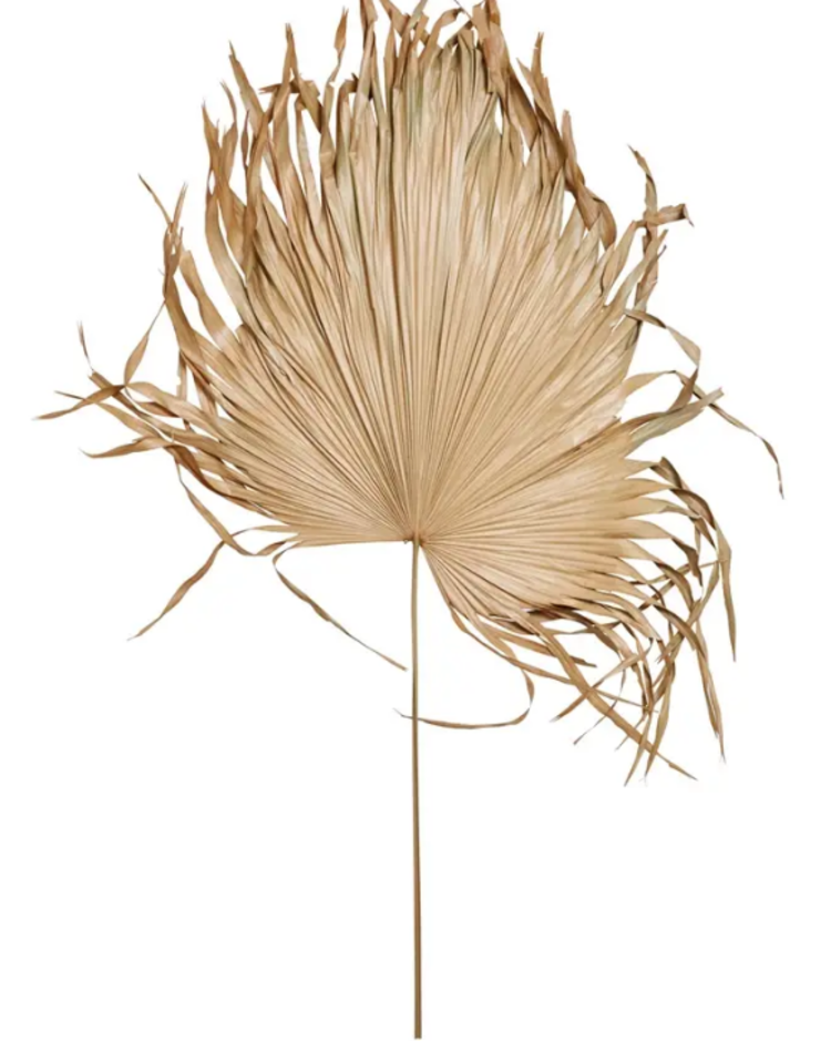 Dried Palm Fan Leaf-  Natural