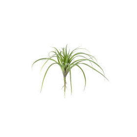 Artificial Air Plant, Large