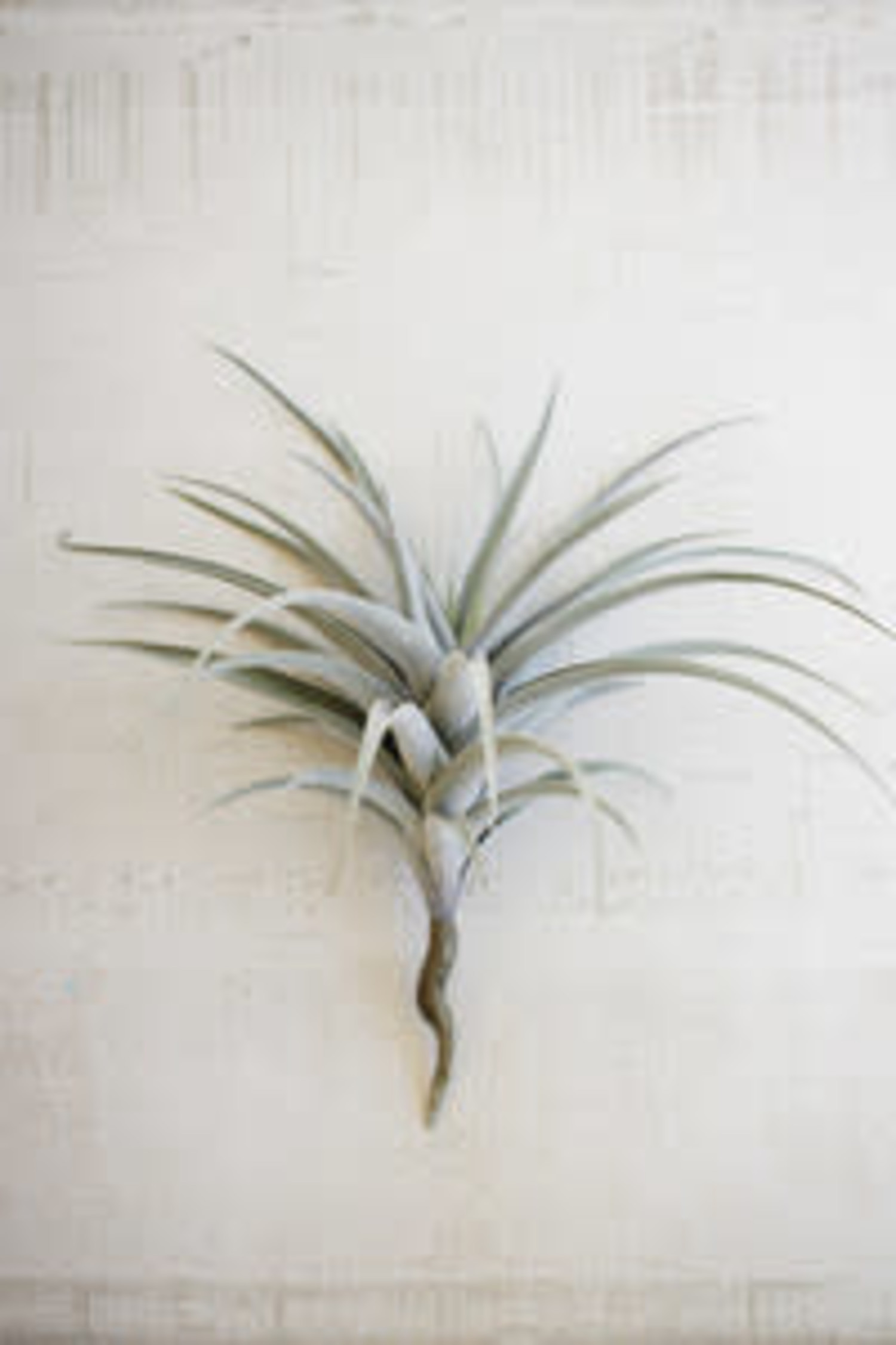Giant Artificial Air Plant - Jes & Gray Living