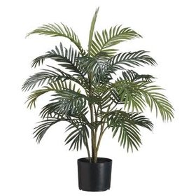3' Areca Palm Tree- Green