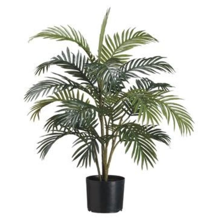3' Areca Palm Tree- Green