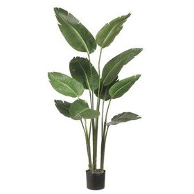 5' Bird of Paradise Plant-Green