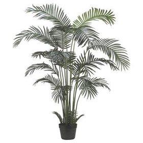 6' Areca Palm Tree- Green