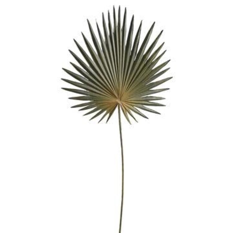 30" Fan Palm Spray