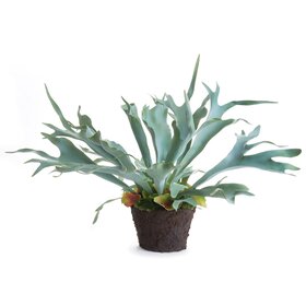 Staghorn Fern