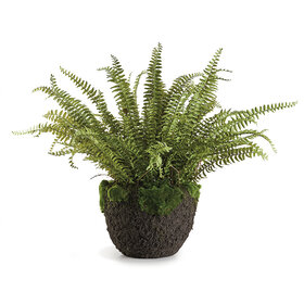 Grand Boston Fern