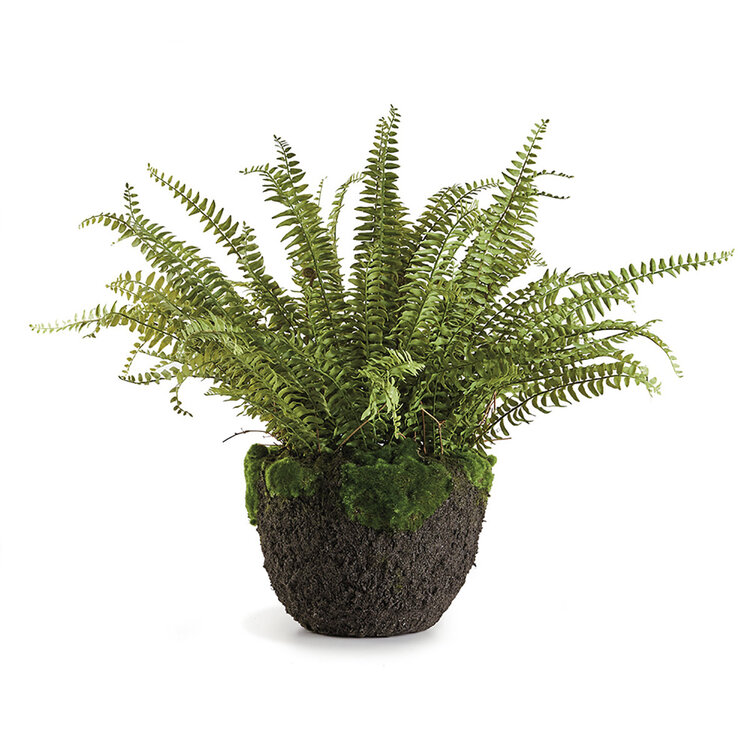 Grand Boston Fern