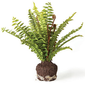 Boston Fern Drop 11"