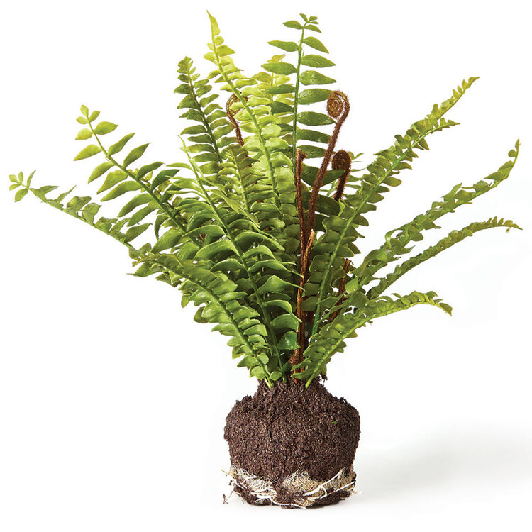 Boston Fern Drop 11"