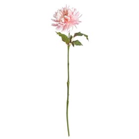 Chrysanthemum Stem