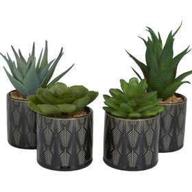 Green Succulent Plant with Leaf Patterned Pot