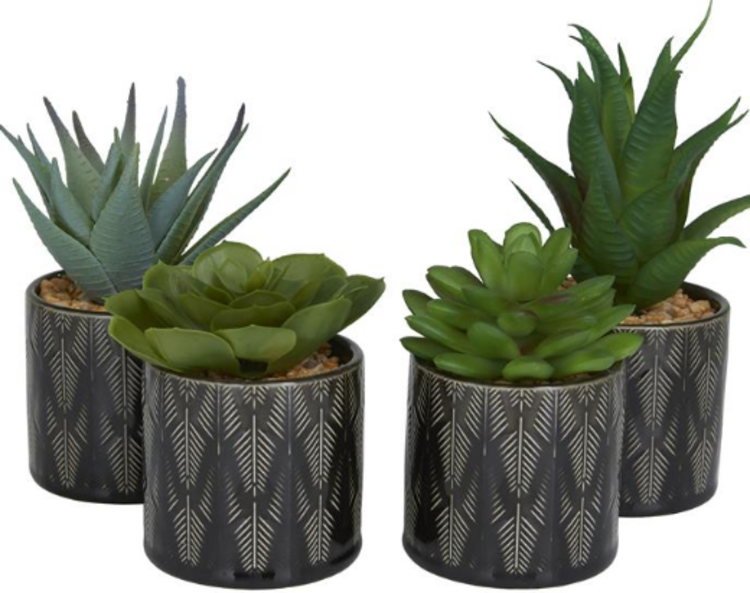 Green Succulent Plant with Leaf Patterned Pot