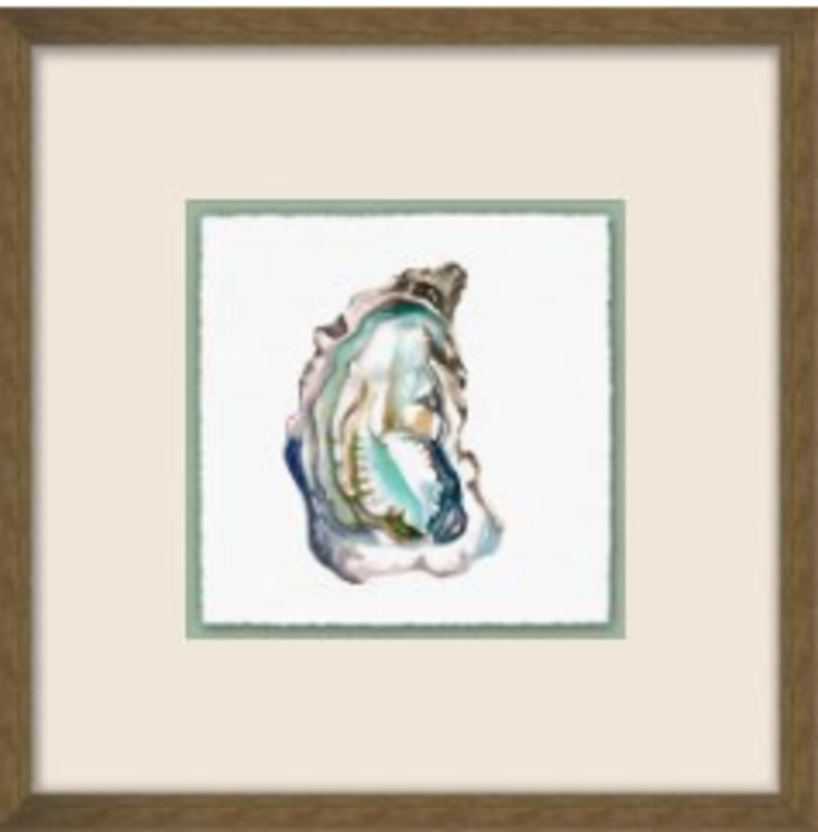 Oyster Watercolor 5