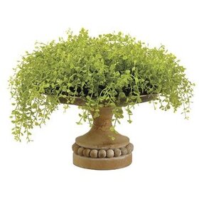 10.5" Baby's Tears on Footed Wood Tray